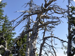 USA 2016_Westen_Floriad_071