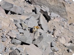 USA 2016_Westen_Floriad_072