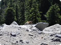 USA 2016_Westen_Floriad_073