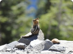 USA 2016_Westen_Floriad_075