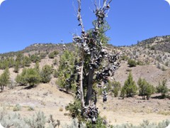 USA 2016_Westen_Floriad_095