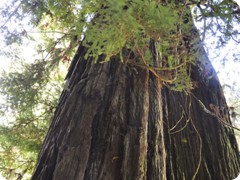 USA 2016_Westen_Floriad_164