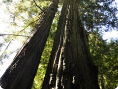 USA 2016_Westen_Floriad_165