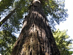 USA 2016_Westen_Floriad_166