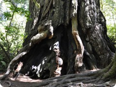 USA 2016_Westen_Floriad_167