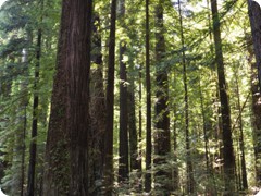 USA 2016_Westen_Floriad_169