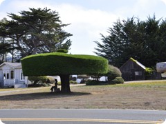 USA 2016_Westen_Floriad_172